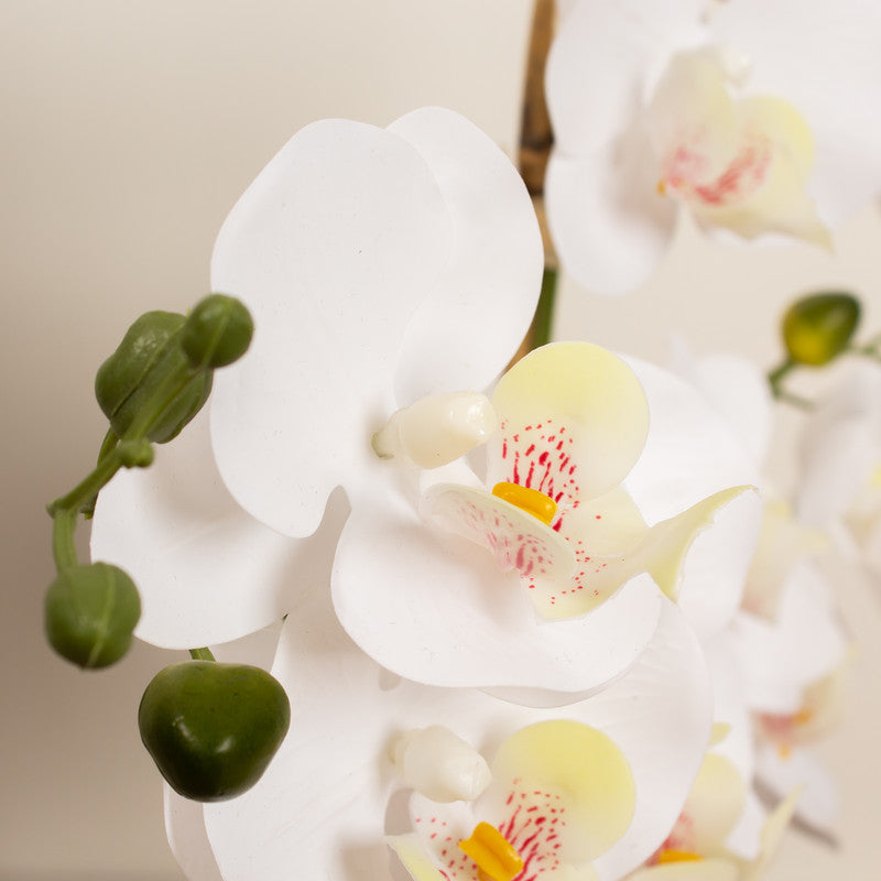 53.5cm Artificial Phalaenopsis Orchid in Round Cream Cement Pot